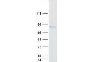 Validation with Western Blot (TTI2 Protein (Transcript Variant 2) (Myc-DYKDDDDK Tag))