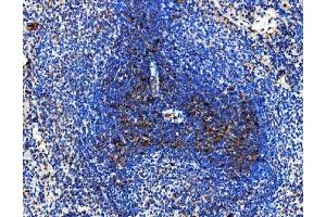 IHC analysis of Cd86 using anti-Cd86 antibody (ABIN7601417).