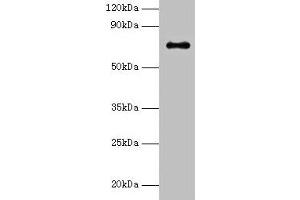 Western blot All lanes: Adck2 antibody at 2 μg/mL + K562 whole cell lysate Secondary Goat polyclonal to rabbit IgG at 1/15000 dilution Predicted band size: 69 kDa Observed band size: 69 kDa (ADCK2 antibody  (AA 200-609))