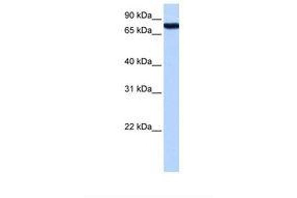 ZNF33A antibody  (AA 318-367)