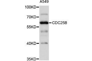Western blot analysis of extracts of A-549 cells, using CDC25B antibody (ABIN5997404) at 1/1000 dilution. (CDC25B antibody)