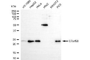 Western blotting analysis using c7orf50 antibody (ABIN7798083). (C7orf50 antibody)