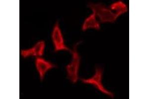 ABIN6276143 staining RAW264. (OR2Y1 antibody)