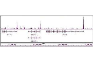 ASH2L antibody (pAb) tested by ChIP-Seq. (ASH2L antibody)