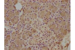 IHC image of ABIN7148999 diluted at 1:500 and staining in paraffin-embedded human salivary gland tissue performed on a Leica BondTM system. (CST5 antibody  (AA 21-142))