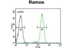 Flow cytometric analysis of Ramos cells using DCP1B Antibody (Center) Cat. (DCP1B antibody  (Middle Region))