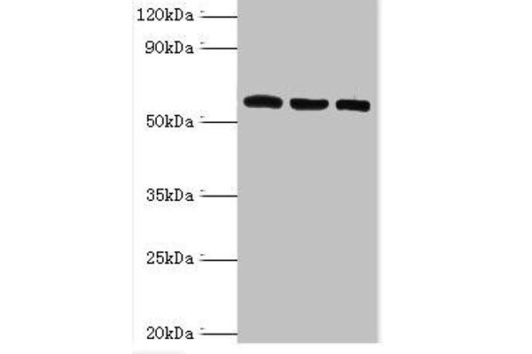 TXNRD2 antibody  (AA 100-310)