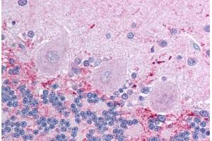 Human Brain, Cerebellum (formalin-fixed, paraffin-embedded) stained with KCNIP4 antibody ABIN214784 at 2. (KCNIP4 antibody  (AA 27-76))