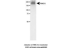 Image no. 1 for anti-Fanconi Anemia Group A Protein (FANCA) (AA 1200-1300) antibody (ABIN363367) (FANCA antibody  (AA 1200-1300))