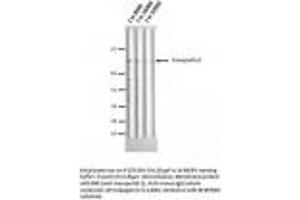 Image no. 1 for anti-Transportin 1 (TNPO1) antibody (ABIN341054) (Transportin 1 antibody)