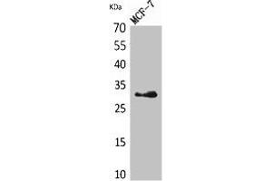 Western Blot analysis of MCF7 cells using KLK1 Polyclonal Antibody.