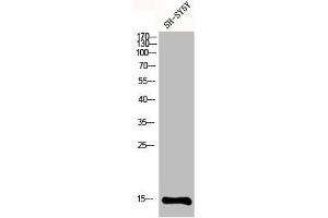 Western Blot analysis of SH-SY5Y cells using MRP-S12 Polyclonal Antibody (MRPS12 antibody  (Internal Region))
