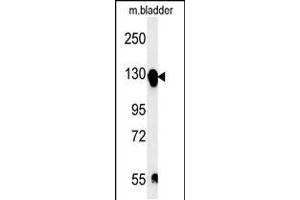 Western blot analysis in mouse bladder tissue lysates (15ug/lane). (ITGA5 antibody  (C-Term))