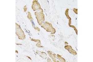 Immunohistochemistry of paraffin-embedded human esophagus using CKMT2 antibody (ABIN5975698) at dilution of 1/100 (40x lens). (CKMT2 antibody)