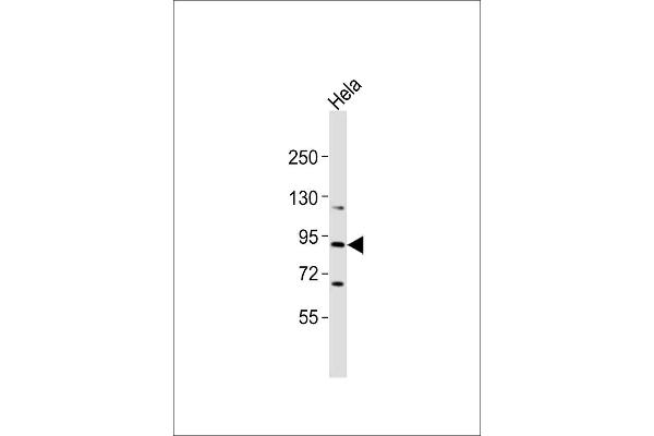 RASA4 antibody