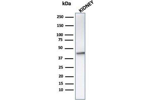 AMACR antibody  (AA 297-394)