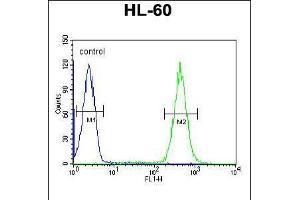 Flow cytometric analysis of HL-60 cells (right histogram) compared to a negative control cell (left histogram). (APOBEC2 antibody  (N-Term))