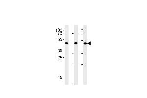 BAT1 Antibody (C-term) (ABIN1881102 and ABIN2842459) western blot analysis in A431,Hela,Jurkat cell line lysates (35 μg/lane). (BAT1 antibody  (C-Term))