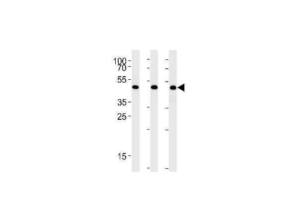 BAT1 antibody  (C-Term)