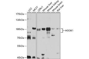 Western blot analysis of extracts of various cell lines, using HOOK1 antibody (ABIN6131765, ABIN6141925, ABIN6141926 and ABIN6220745) at 1:1000 dilution. (HOOK1 antibody  (AA 489-728))