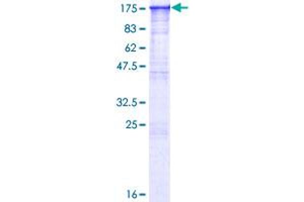 BAT3 Protein (AA 1-1126) (GST tag)