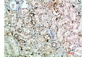 Immunohistochemical analysis of paraffin-embedded human-kidney, antibody was diluted at 1:200 (KLRK1 antibody  (AA 167-216))