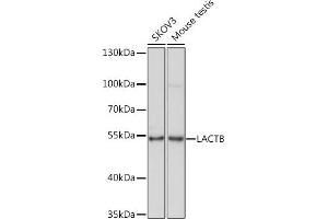 Western blot analysis of extracts of various cell lines, using LACTB Rabbit pAb (ABIN7268164) at 1:1000 dilution. (LACTB antibody  (AA 298-547))