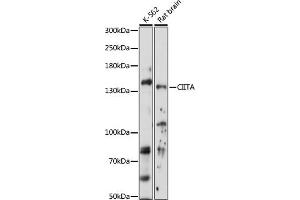 Western blot analysis of extracts of various cell lines, using CIITA antibody (ABIN7266403) at 1:1000 dilution. (CIITA antibody  (AA 650-750))
