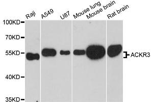 Western blot analysis of extracts of various cell lines, using ACKR3 antibody. (CXCR7 antibody)