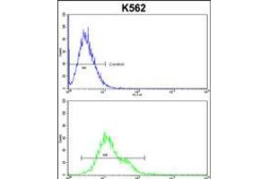 Flow cytometric analysis of k562 cells (bottom histogram) compared to a negative control cell (top histogram). (Phospholipase C beta 2 antibody  (N-Term))