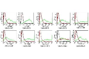 BOSC23 cells were transiently transfected with expression vectors containing either the cDNA of CEACAM1, CEACAM3-8 or CEACAM19-21. (CEACAM20 antibody)