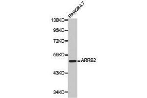 Western Blotting (WB) image for anti-Arrestin, beta 2 (ARRB2) antibody (ABIN1871114) (Arrestin 3 antibody)