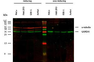 Western Blotting (WB) image for anti-alpha Tubulin (TUBA1) antibody (ABIN93894)