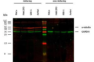 Anti-alpha-Tubulin Purified (TU-16) works in WB application under reducing conditions. (alpha Tubulin antibody)