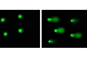 Immunofluorescence (IF) image for OxiSelect™ Comet Assay Kit (3-Well Slides) (ABIN2345015)