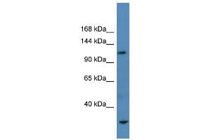 Ap3b1 antibody used at 2. (AP3B1 antibody  (N-Term))