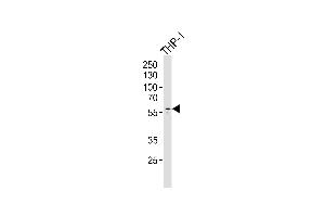 Western blot analysis of lysate from THP-1 cell line,using Collagen XXIII α1 Antibody (ABIN6241510).