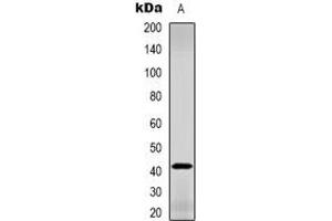 Western blot analysis of GDF3 expression in L929 (A) whole cell lysates. (GDF3 antibody  (C-Term))
