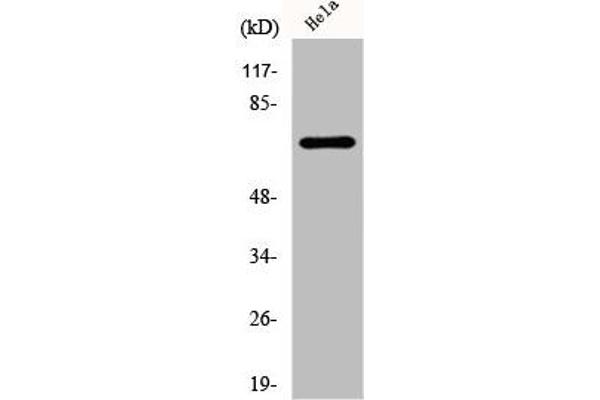 DDX55 Antikörper  (Internal Region)