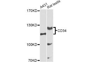 Western blot analysis of extracts of various cell lines, using CD34 Antibody (ABIN5970285) at 1/1000 dilution. (CD34 antibody)