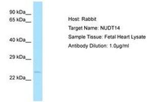 Image no. 1 for anti-Nudix (Nucleoside Diphosphate Linked Moiety X)-Type Motif 14 (NUDT14) (AA 151-200) antibody (ABIN6749899) (NUDT14 antibody  (AA 151-200))