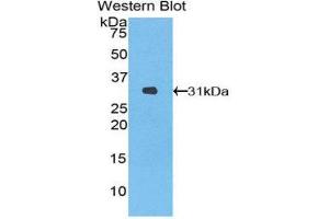 Western Blotting (WB) image for anti-Heme Oxygenase (Decycling) 2 (HMOX2) (AA 71-306) antibody (ABIN1859186) (HMOX2 antibody  (AA 71-306))