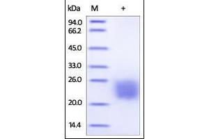 Biotinylated Cynomolgus CTLA-4 on SDS-PAGE under reducing (R) condition.
