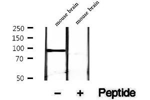 Western blot analysis of extracts of mouse brain tissue, using Phospho-Synapsin-1 (Ser605) Antibody .