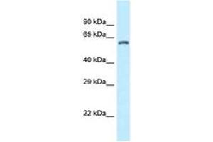 Image no. 1 for anti-Zinc Finger CCCH-Type Containing 12A (ZC3H12A) (AA 320-369) antibody (ABIN6747796) (ZC3H12A antibody  (AA 320-369))
