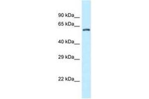 Image no. 1 for anti-Zinc Finger CCCH-Type Containing 12A (ZC3H12A) (AA 320-369) antibody (ABIN6747796) (ZC3H12A antibody  (AA 320-369))