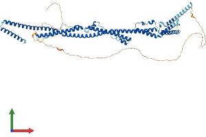 AlphaFold protein structure predicition of Human Recombinant PRC1 Protein, UniprotID O43663 (PRC1 Protein (AA 1-620) (His tag))