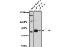 Western blot analysis of extracts of various cell lines, using GTPBP6 Rabbit pAb (ABIN7267524) at 1:1000 dilution. (GTPBP6 antibody)