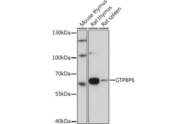 GTPBP6 anticorps