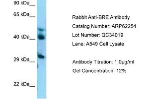 Western Blotting (WB) image for anti-Brain and Reproductive Organ-Expressed (TNFRSF1A Modulator) (BRE) (C-Term) antibody (ABIN2789082) (BRE antibody  (C-Term))